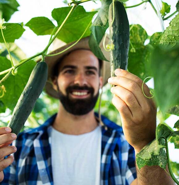 organic4